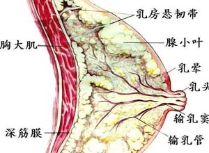 乳房胀痛,乳房胀痛的原因,乳房胀痛怎么办-妇科